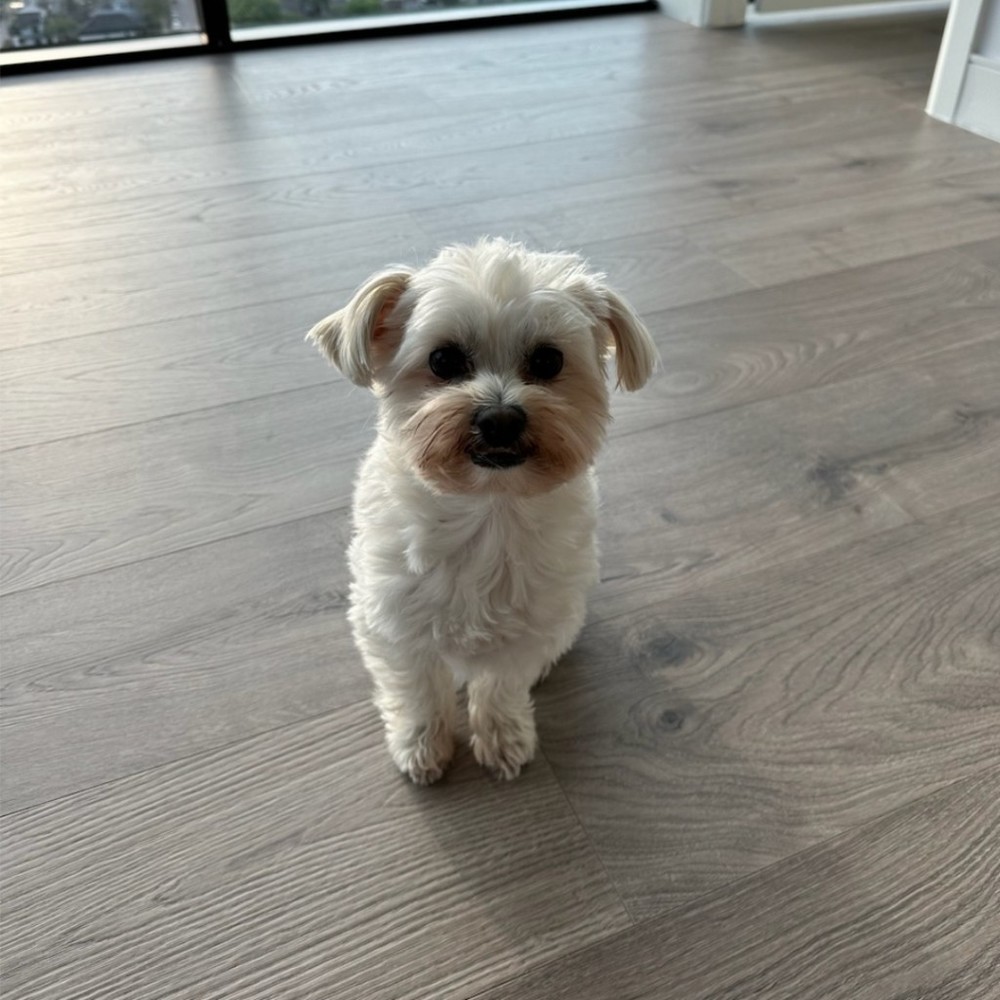 Meet your Posher, Ebony